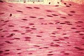 Pin On Anatomy And Physiology Histology Slides