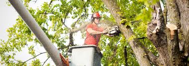 Tree Trimming for Your Commercial Property Shouldn't be Ignored