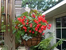 Onlineplantguide Com 8505 Scientific Name Begonia Dragon Wing Red Common Name Dragon Wing Red Begonia Plant Type Ever Begonia Dragon Dragon Garden Begonia