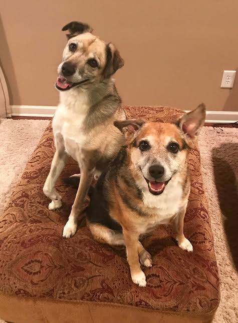 Bringing Joy Back into Your Life After the Loss of a Pet | Sixty and Me