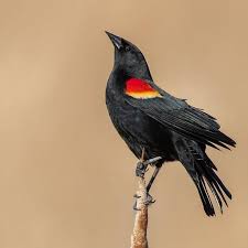 Black Bird With Red Spot On Shoulder Pin By Michelle Graham On La Nature Black Bird Fly Black Bird Birds Flying