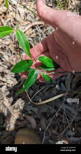 Image result for Secamone filiformis