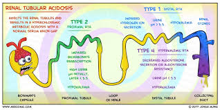 Renal Tubular Acidosis Medcomic Renal Physiology Renal Nursing Mnemonics