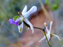 Image result for Eulophia livingstoneana