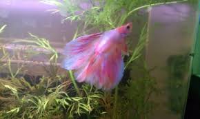 This care sheet can cover the needs of other species. My Betta Fish Pinky And Brain Album On Imgur