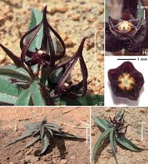 Image result for Brachystelma