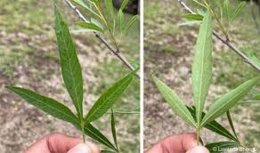 Image result for Searsia acuminatissima