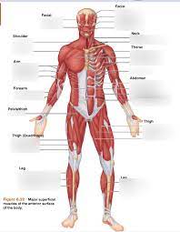 A muscle of the anterior thigh originating on the linea aspera and the greater trochanter of the femur and inserted in the tibial tuberosity by way of the nerve supply of a muscle. Anterior Muscles Full Body Thigh Diagram Quizlet