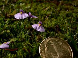 Image result for Lentibulariaceae