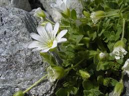 Image result for Cerastium octandrum