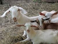 Purple Goat Garden’s Farm Tour