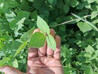 Image result for Macrotyloma uniflorum