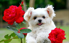 Only the best hd background pictures. Cute Puppies Wallpapers Download Novocom Top