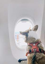 Other types of pet and animal travel with southwest airlines. How To Fly With Your Dog As An Emotional Support Animal Willo The Corgi