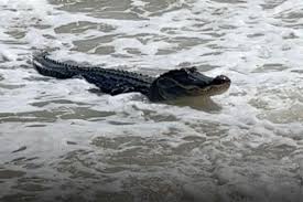 Large Alligator Swims Out of Ocean and onto Alabama Beach Surprising  Visitors — Watch!