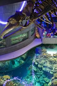 The baltimore aquarium, baltimore county, maryland. The National Aquarium A Magical Undersea World Undersea World Aquarium Worldwide Travel