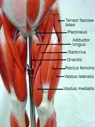 From o.quizlet.com maybe you would like to learn more about one of these? Leg Muscle Model Labeled Bing Images Anatomy Yoga Anatomy Body Anatomy