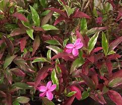 Image result for Pseuderanthemum