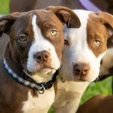 How Much Does An American Bulldog Cost Spiritdog Training