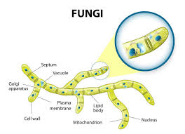 Eukaryotic cells have many components that play critical roles in various essential cellular pathways. Eukaryotic Cell The Definitive Guide Biology Dictionary