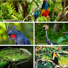 There is little legal protection, animal abuse is rife and even those who do respect animals. Bali S Wild Side Ultimate Bali