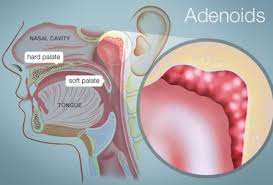 Nasal cavity functions apart from serving as a respiratory and sensory (olfactory) organ, the nose also performs several other jobs, like filtering, cleaning, warming and moistening of air. Adenoids Human Anatomy Picture Function Location More
