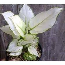 Pin On Plants