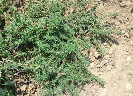 Image result for Amaranthus graecizans