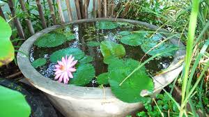 Check spelling or type a new query. How To Build A Container Water Garden Youtube