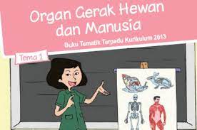Lengan termasuk alat gerak atas, sedangkan kaki bukankah kita sudah mengetahui bahwa otot merupakan alat gerak aktif pada manusia dan juga merupakan organ penting manusia dalam menggerakkan tubuh manusia. Kunci Jawaban Kelas 5 Sd Tema 1 Subtema 1 Halaman 4 7 Tentang Organ Gerak Hewan Salatigaterkini Com