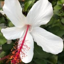 Image result for Hibiscus fuscus