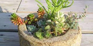 Find out how to boost your stock of succulents and cactus plants by propagating from leaf and stem cuttings. How To Callus Succulents And Cacti Apartment Therapy