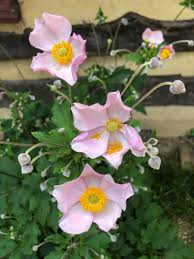 Image result for Anemone transvaalensis