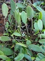 Image result for Limosella capensis