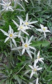 Alpen Edelweiss Steht In Den Alpen Unter Strengem Naturschutz Das Garten Lexikon Der Pflanzenfamilien Von Floristik24