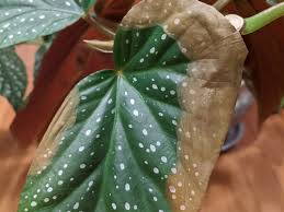 How to grow massive begonia flowers! Angel Wing Begonia Leaf Edges Browning And Wilting