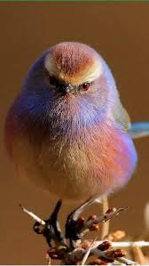 Big Bird With Colorful Feathers Rare Rainbow Colored Bird Beautiful Birds Pretty Birds Pet Birds