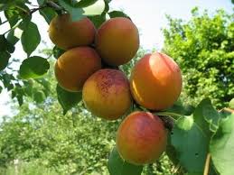 How To Care For An Apricot Tree Ehow Apricot Tree Fruit Trees Fruit