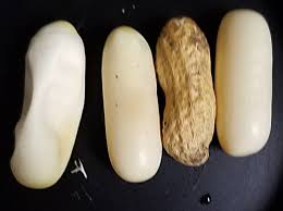 Snakes will lay their eggs in a relatively warm location to incubate them, such as in the sand or soil or in patches of grass. Take A Peek At Snake Eggs At Discovery Place Nature