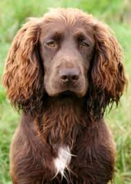 We are seeking forever homes that are committed to integrating their calico field spaniel in their daily lives. Working Cocker Spaniel Working Spaniel Spaniel Breeds Sprocker Spaniel Puppies