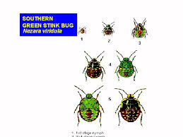 Image result for Nesaea polycephala