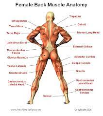Anatomy of the human body. Freefitnessguru Female Rear Physique Muscle Anatomy Female Back Muscles Muscle Diagram