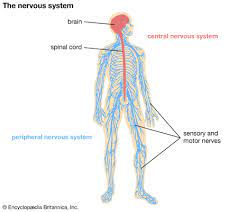 Start studying central nervous system diagrams. Nervous System Students Britannica Kids Homework Help