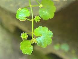 malaysia writing 骨痛热症的天敌 天胡荽 herbalism herbs health food
