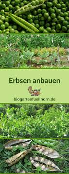 Mischkultur Mit Erbsen Biogarten Fullhorn Growing Vegetables Organic Gardening Tips Patio Herb Garden