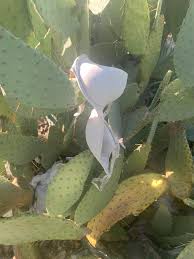 Why are cactus stems usually very thick? Bra In Its Native Habitat Cactus