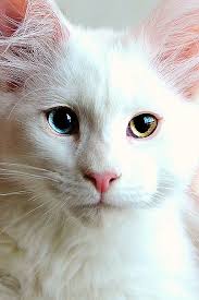 Mismatched Peepers Cats With Big Eyes Cat Feline Cats