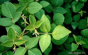 Image result for Desmodium intortum