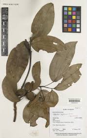 Image result for Albertisia