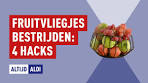 Vier handige tips tegen fruitvliegjes | Altijd ALDI - YouTube